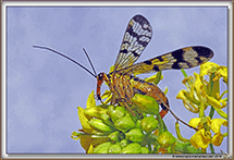 DIVERS INSECTES